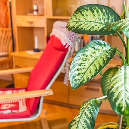 Wollmeister Apartman